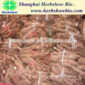 Selling large paulownia seedlings, paulownia root